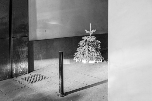 black & white, noir & blanc, photography, xmas tree, Christmas tree